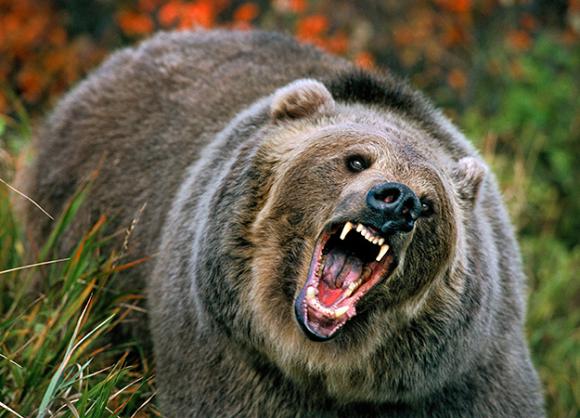 Grizzly Bear